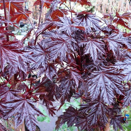 Acer  Crimson King (Available only from Nursery)