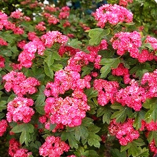 Crataegus Paul's Scarlet (Available only from Nursery)
