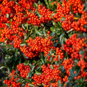 Pyracantha, Orange Glow (Red and yellow also available)
