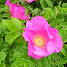 Load image into Gallery viewer, Rose (Price is for 10 plants)