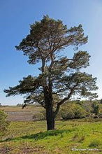 Load image into Gallery viewer, Scots Pine(price is for 10 plants)