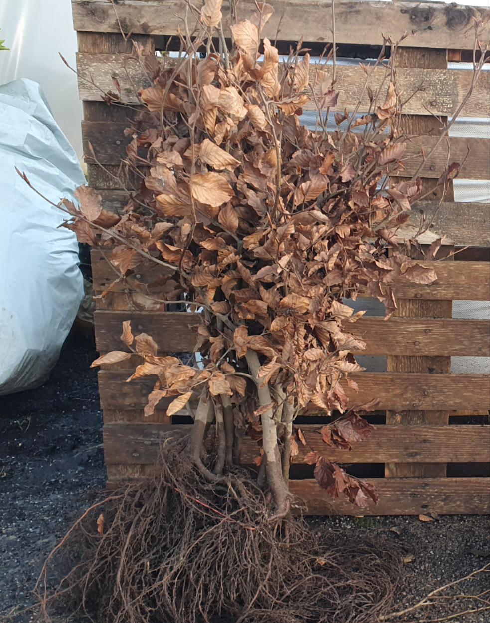 Beech 40-60cm