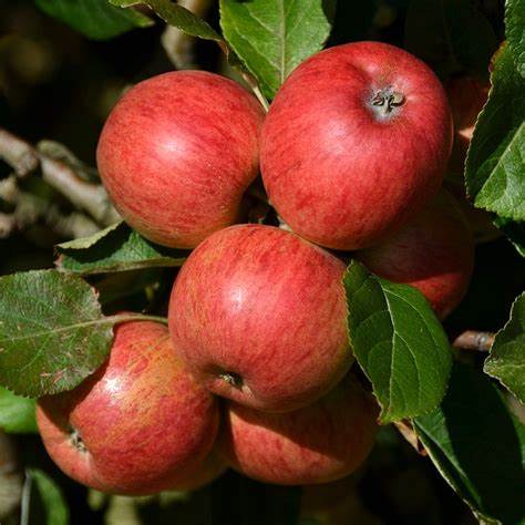 Apple Katjya – Kearneys Nursery