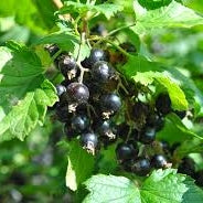 Soft Fruit