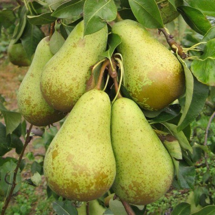 Pear