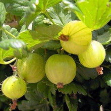 Load image into Gallery viewer, Soft Fruit
