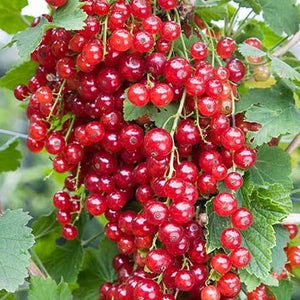 Soft Fruit