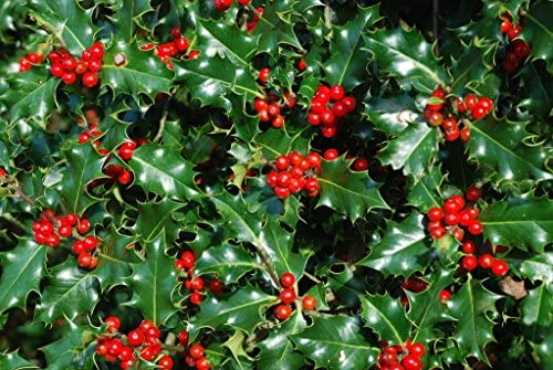 Holly.(price is for 10 plants)