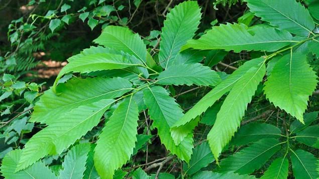 Sweet Chestnut (price is for 10 plants)