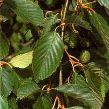 Load image into Gallery viewer, Alder (price is for 10 plants)