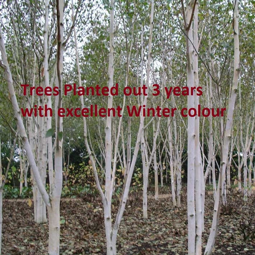 Betula Utilis Jacquemontii (Available only from Nursery)