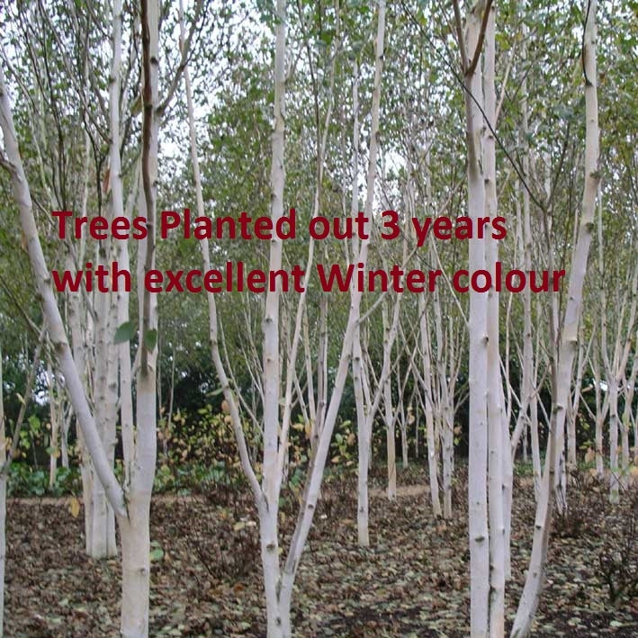 Betula Utilis Jacquemontii (Available only from Nursery)
