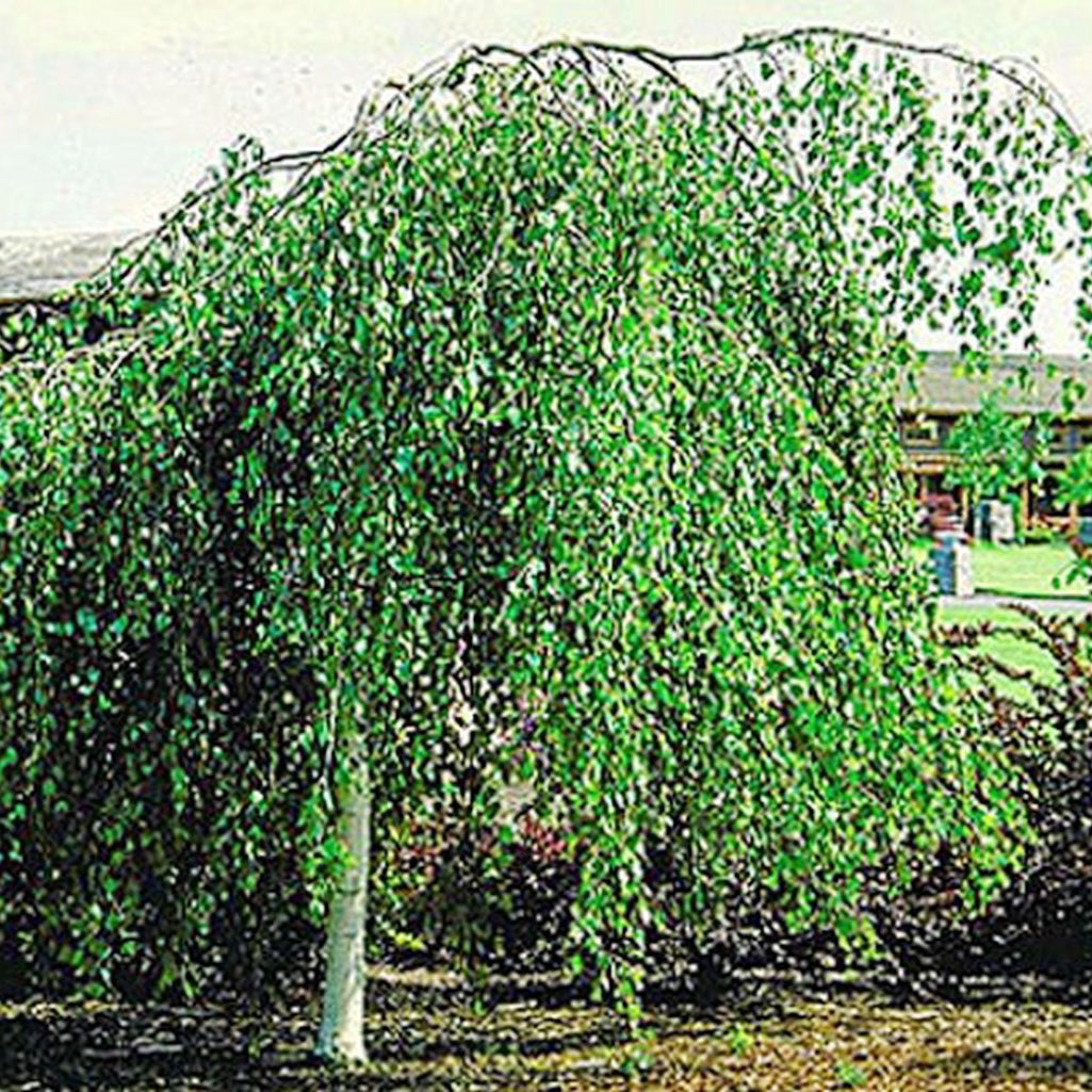 Betula Pendula Youngii (Available only from Nursery)