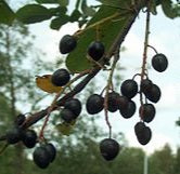 Bird Cherry (price is for 10 plants)