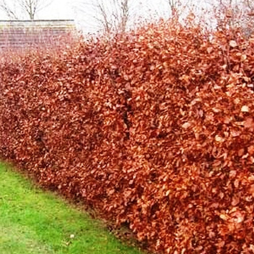 Beech (minimum order 10 plants)