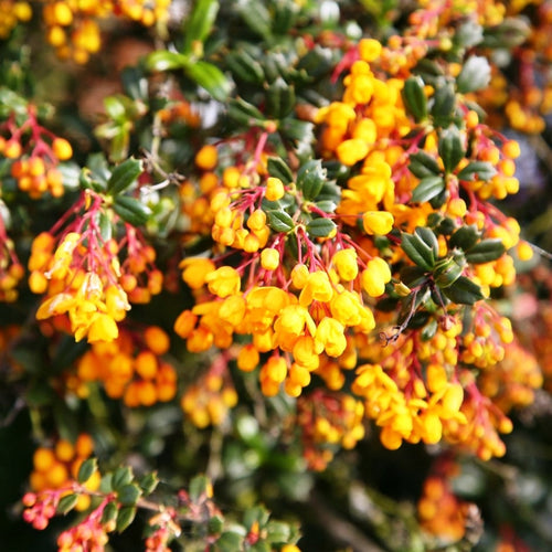 Berberis Darwinii