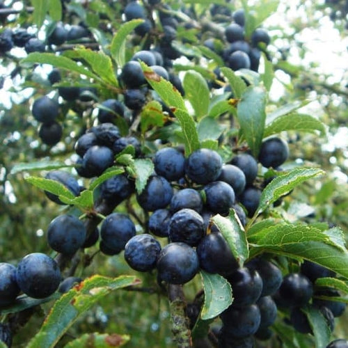 Blackthorn (price is for 10 plants)