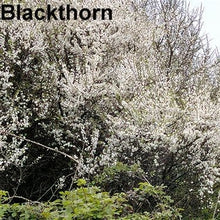 Load image into Gallery viewer, Blackthorn (price is for 10 plants)