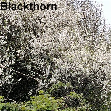 Blackthorn (price is for 10 plants)