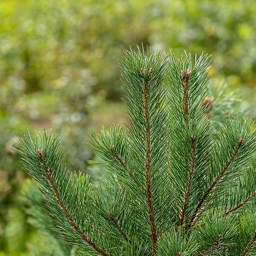Scots Pine(price is for 10 plants)