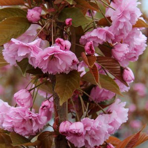 Prunus Kanzan (Available only from Nursery)