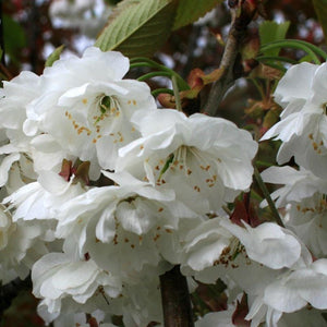 Prunus Shirotae (Available only from Nursery)