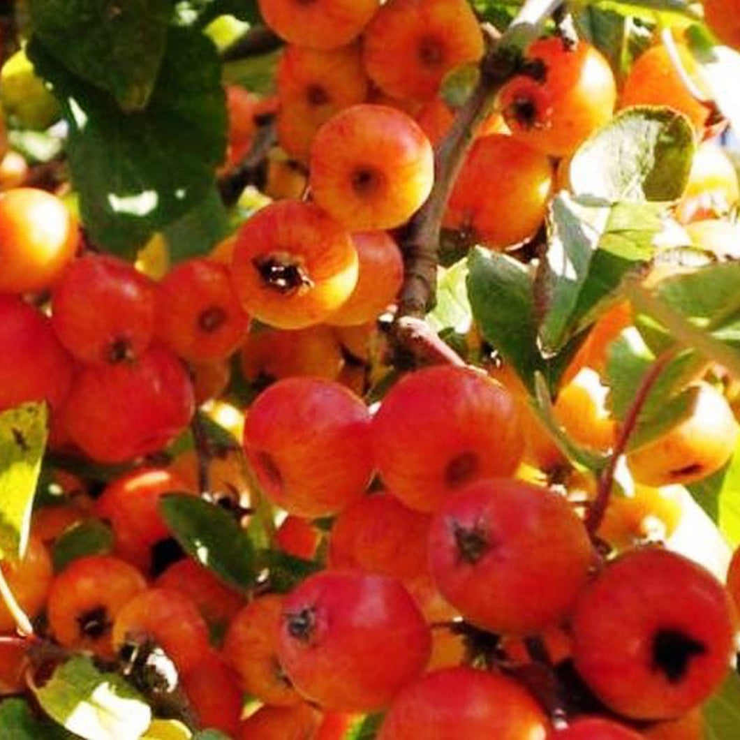 Malus Evereste (Available only from Nursery)