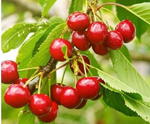 Field Cherry (price is for 10 plants)