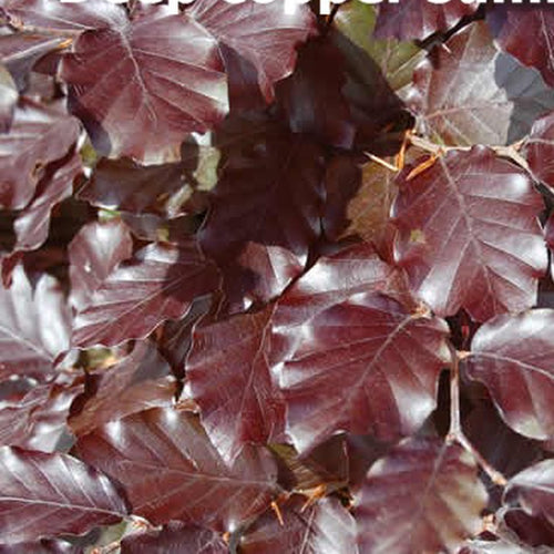 Copper Beech