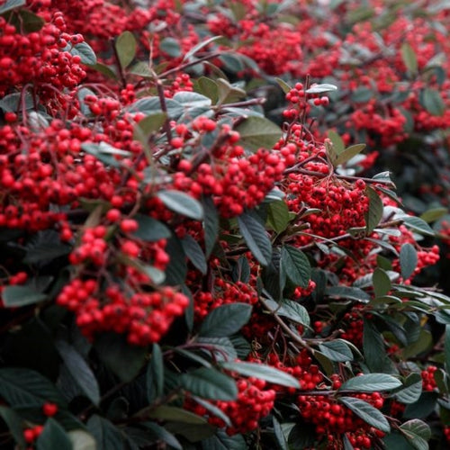 Cotoneaster