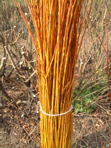 Golden Willow (price is for 10 plants)