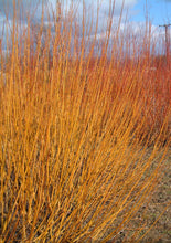 Load image into Gallery viewer, Golden Willow (price is for 10 plants)