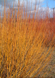 Golden Willow (price is for 10 plants)