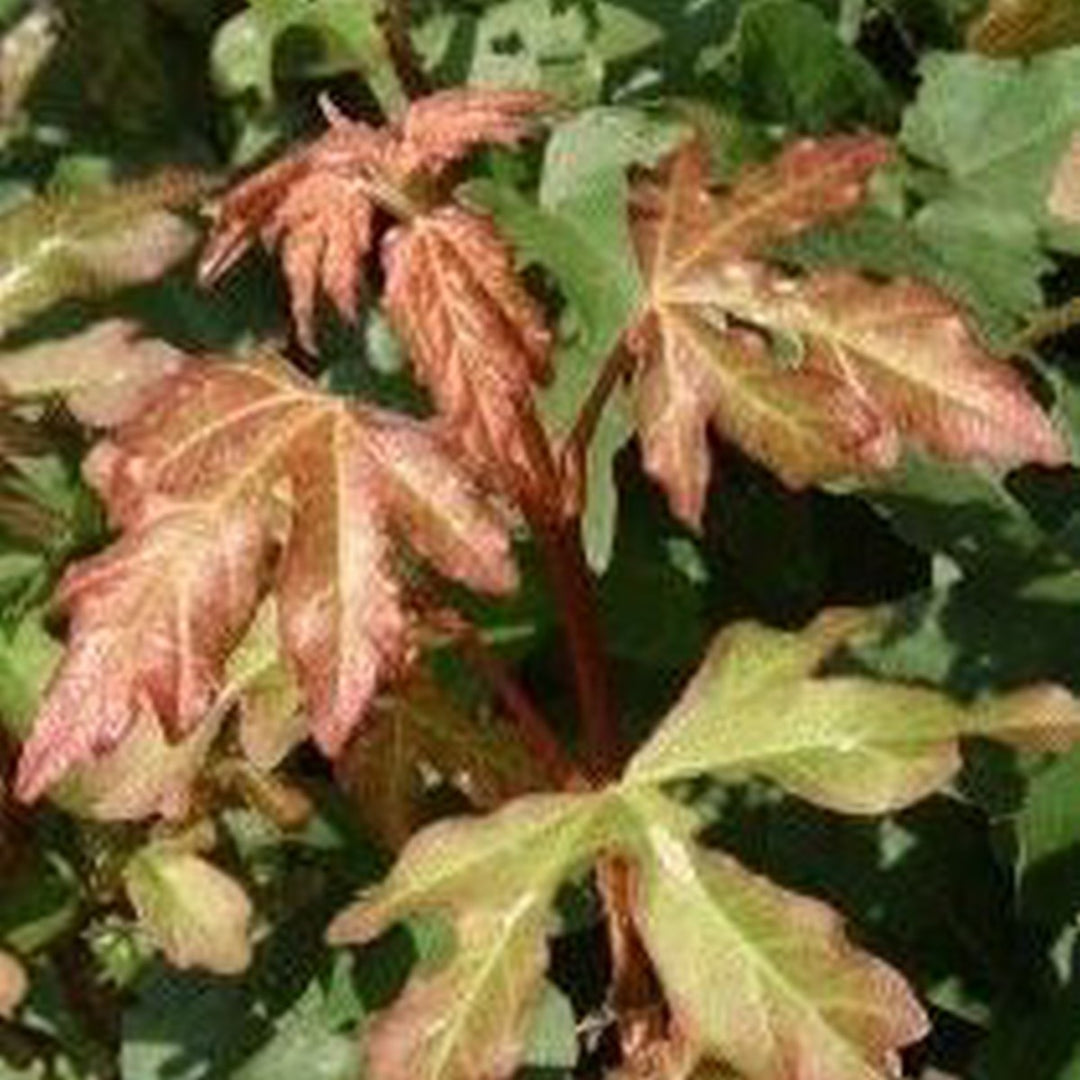 Field Maple (Price is for 10 plants) – Kearneys Nursery