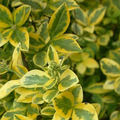 Gold Privet