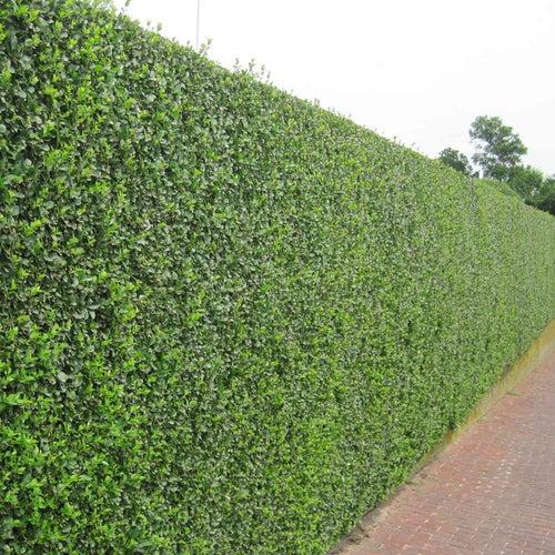 Green Privet