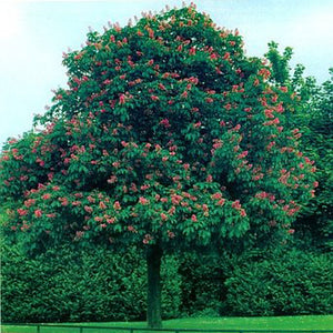 Horse Chestnut (Available only from Nursery)