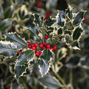 Holly (price is for 10 plants)