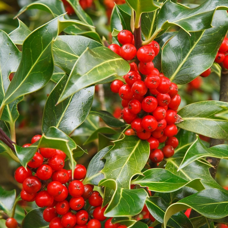 Holly (price is for 10 plants)
