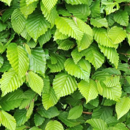 Hornbeam (price is for 10 plants)