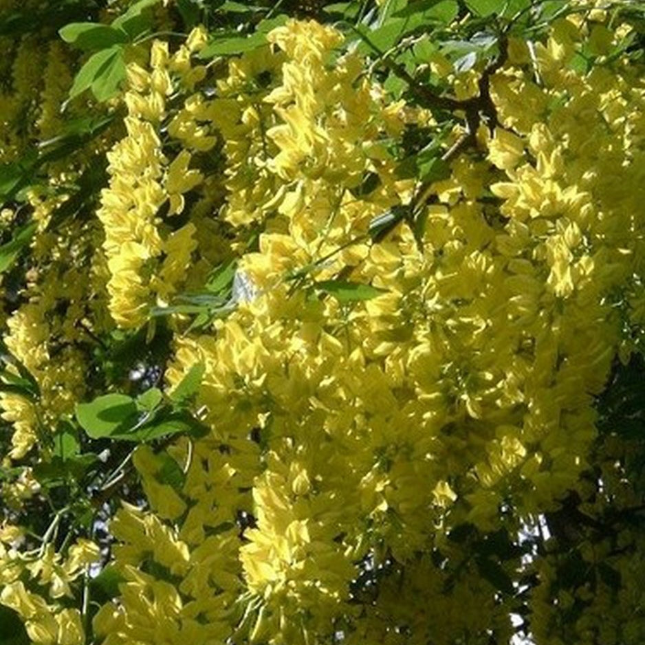 Laburnum (Available only from Nursery)
