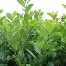 Load image into Gallery viewer, Laurel 2 (price is for 10 plants)