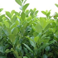 Laurel 2 (price is for 10 plants)