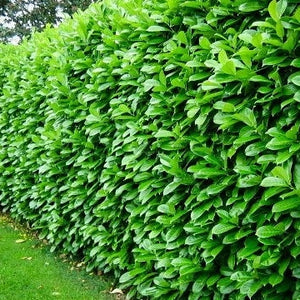 Laurel