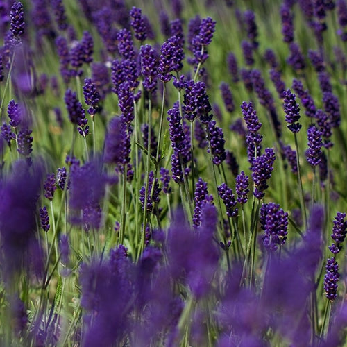 Lavender Hidcote