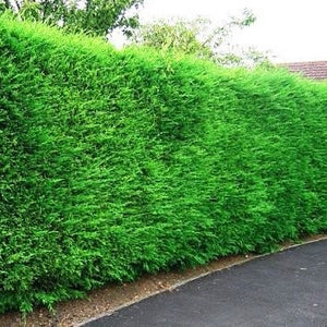 Leyland Cypress