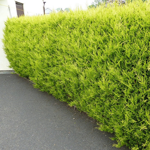 Leyland Cypress, Golden