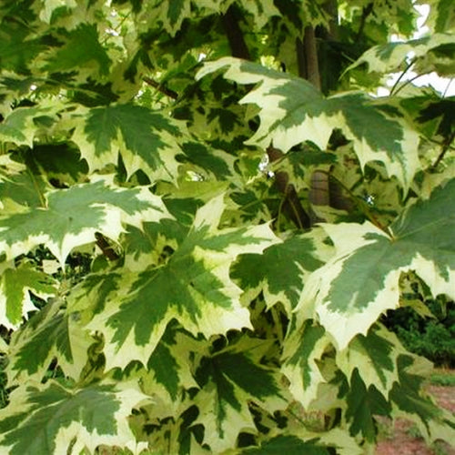 Acer Platanoides Drummondii (Available only from Nursery)