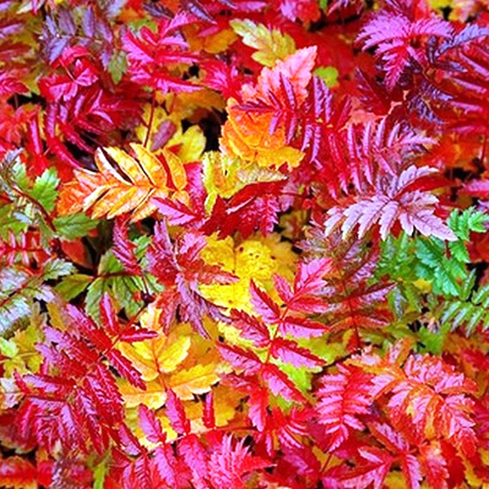 Sorbus Discolor (Available only from Nursery)