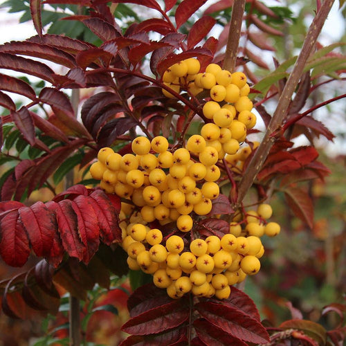 Sorbus Joseph Rock (Available only from Nursery)